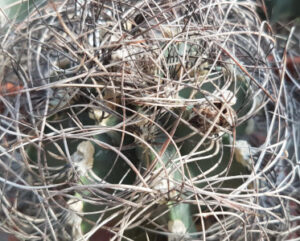 Astrophytum capricorne var. senile