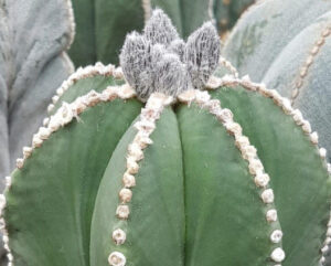 Astrophytum myriostigma nudum