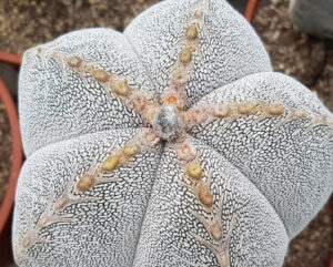 Astrophytum myriostigma cv onzuka