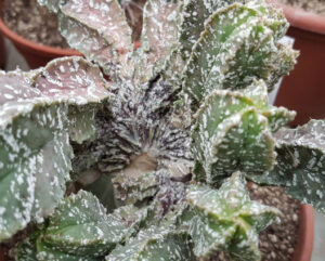 Astrophytum cv thin monstruoso