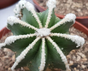 Aztekium hintonii