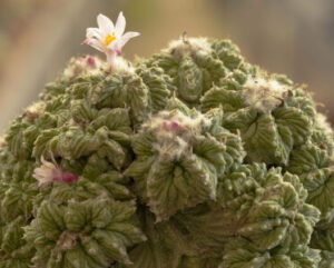 Aztekium ritterii