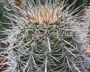 Carnegia gigantea