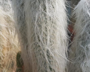 Cephalocereus senilis