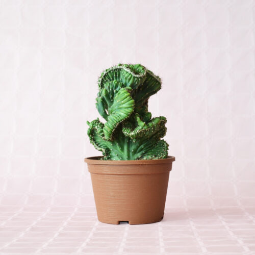 Cereus peruvianus mostruoso crestato inermis vaso 14
