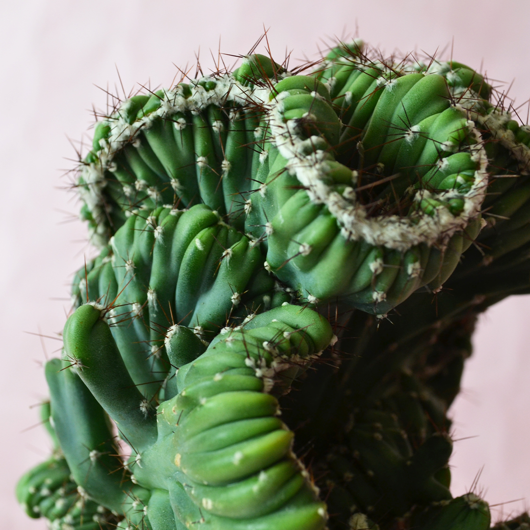 Cereus peruvianus mostruoso crestato inermis vaso 14