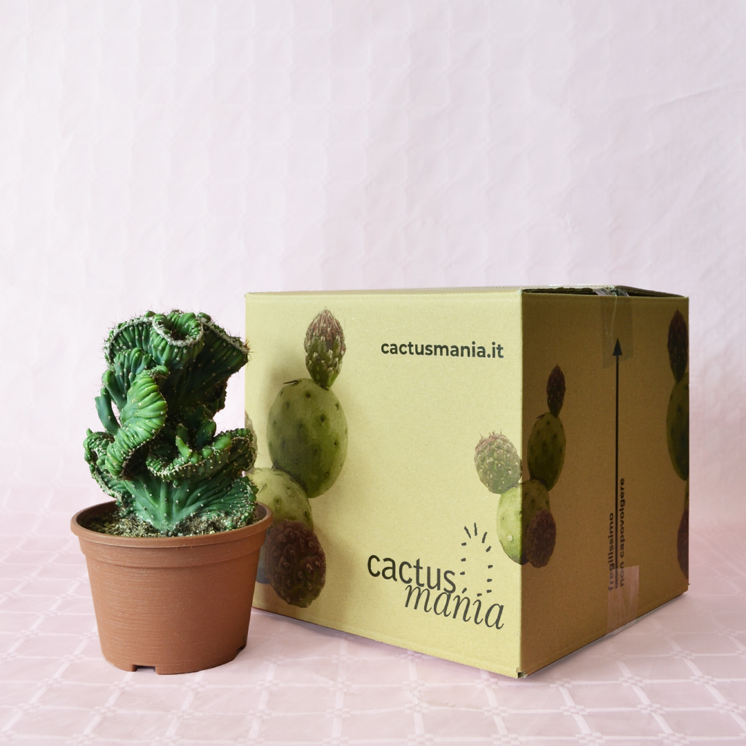 Cereus peruvianus mostruoso crestato inermis vaso 14