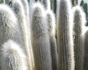 Cleistocactus strausii