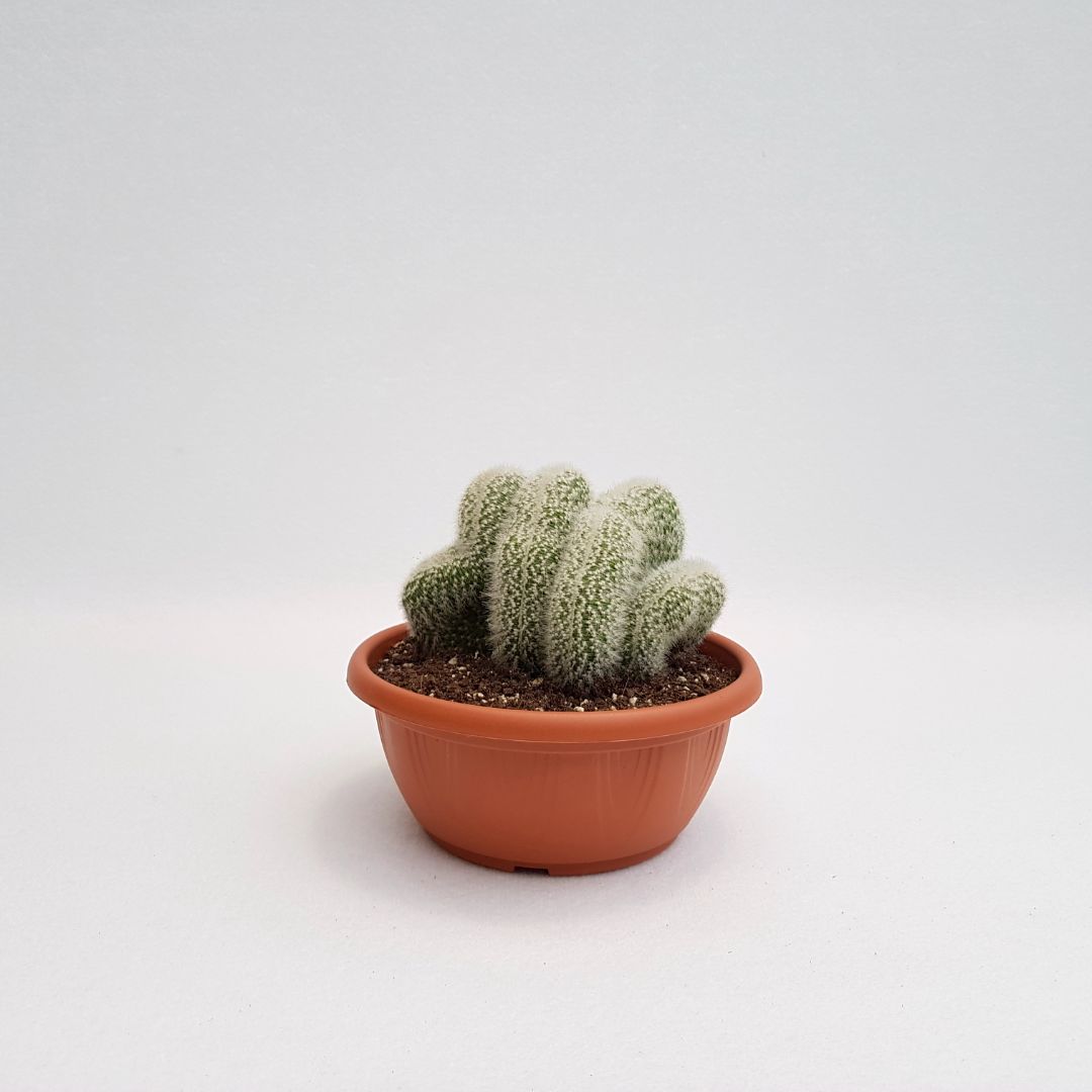Cleistocactus strausii crestato vaso 20
