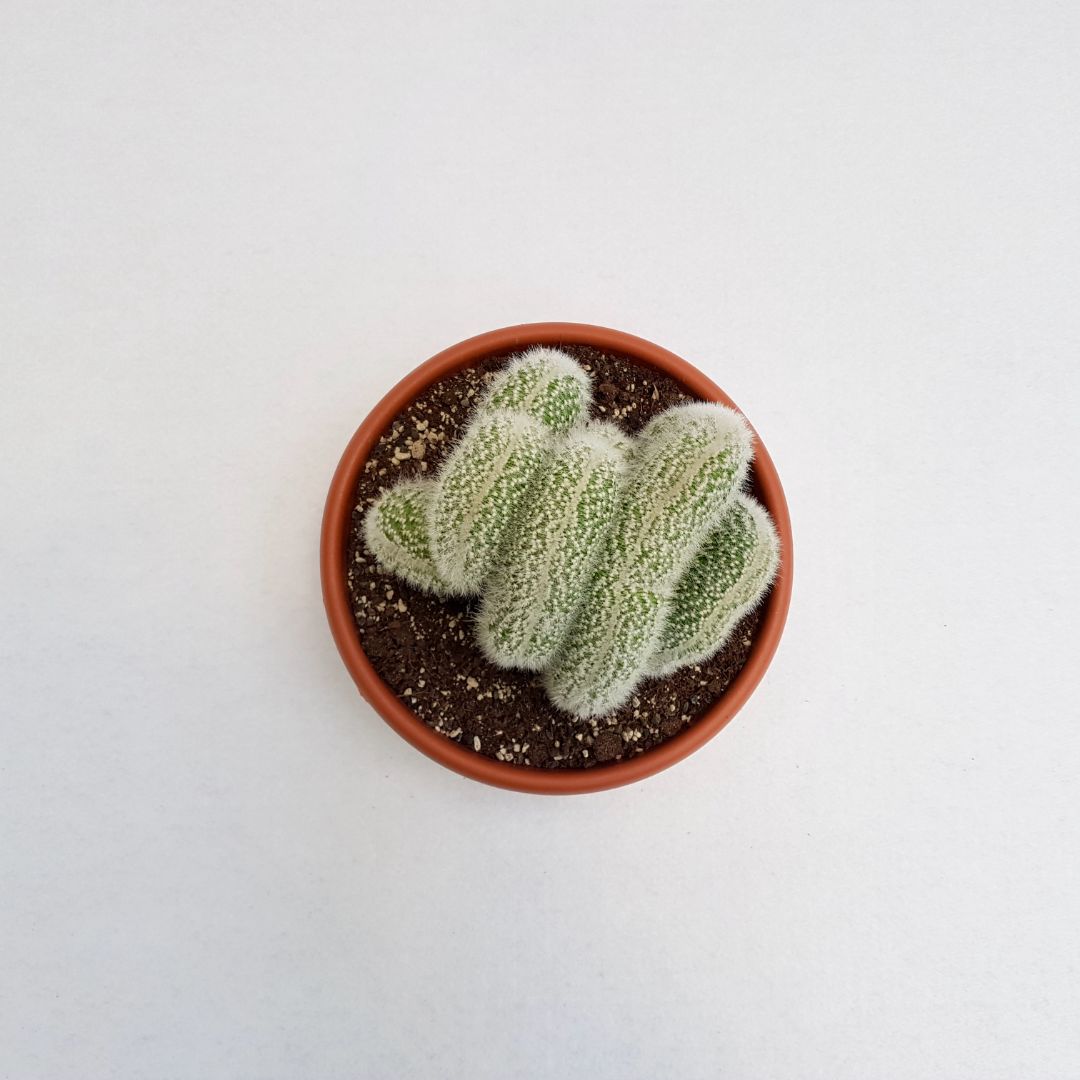 Cleistocactus strausii crestato vaso 20