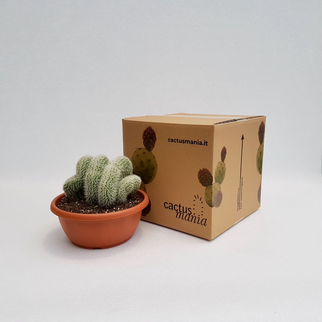 Cleistocactus strausii crestato vaso 20
