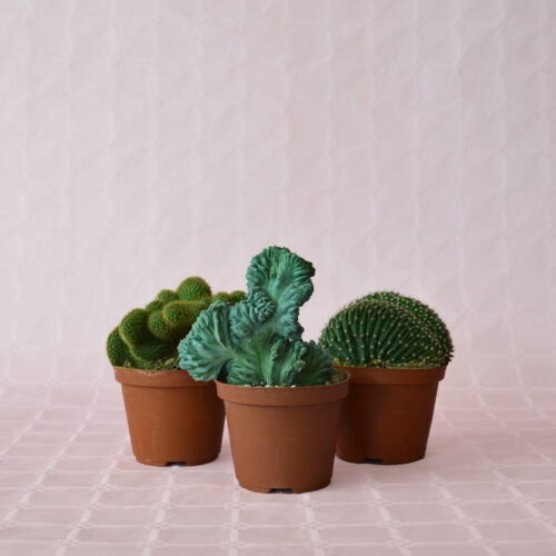 Mix 3 crestate Ø 10,5 cm