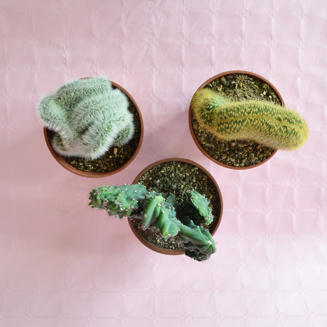 Collezione 3 piante crestate vaso Ø 14
