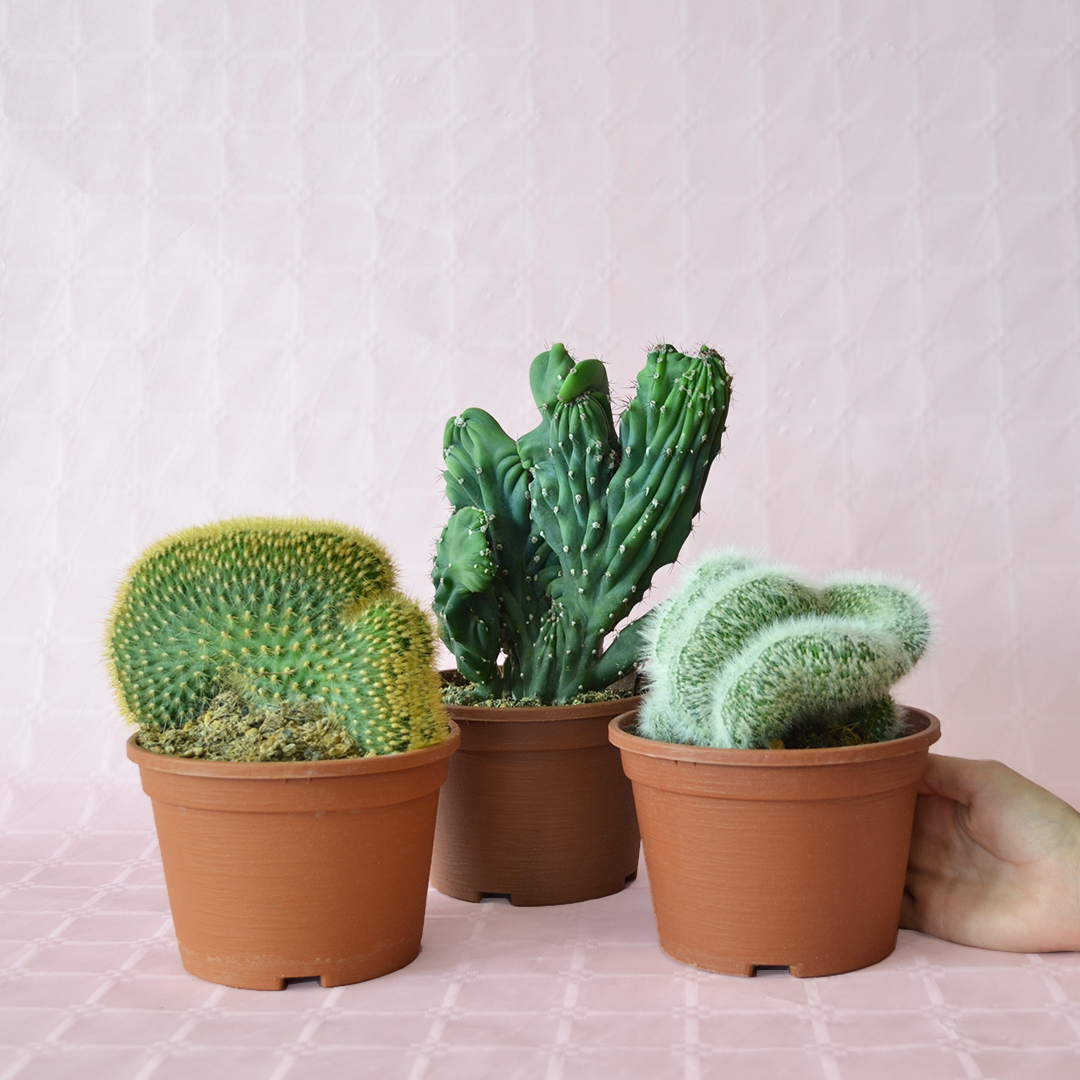 Collezione 3 piante crestate vaso Ø 14