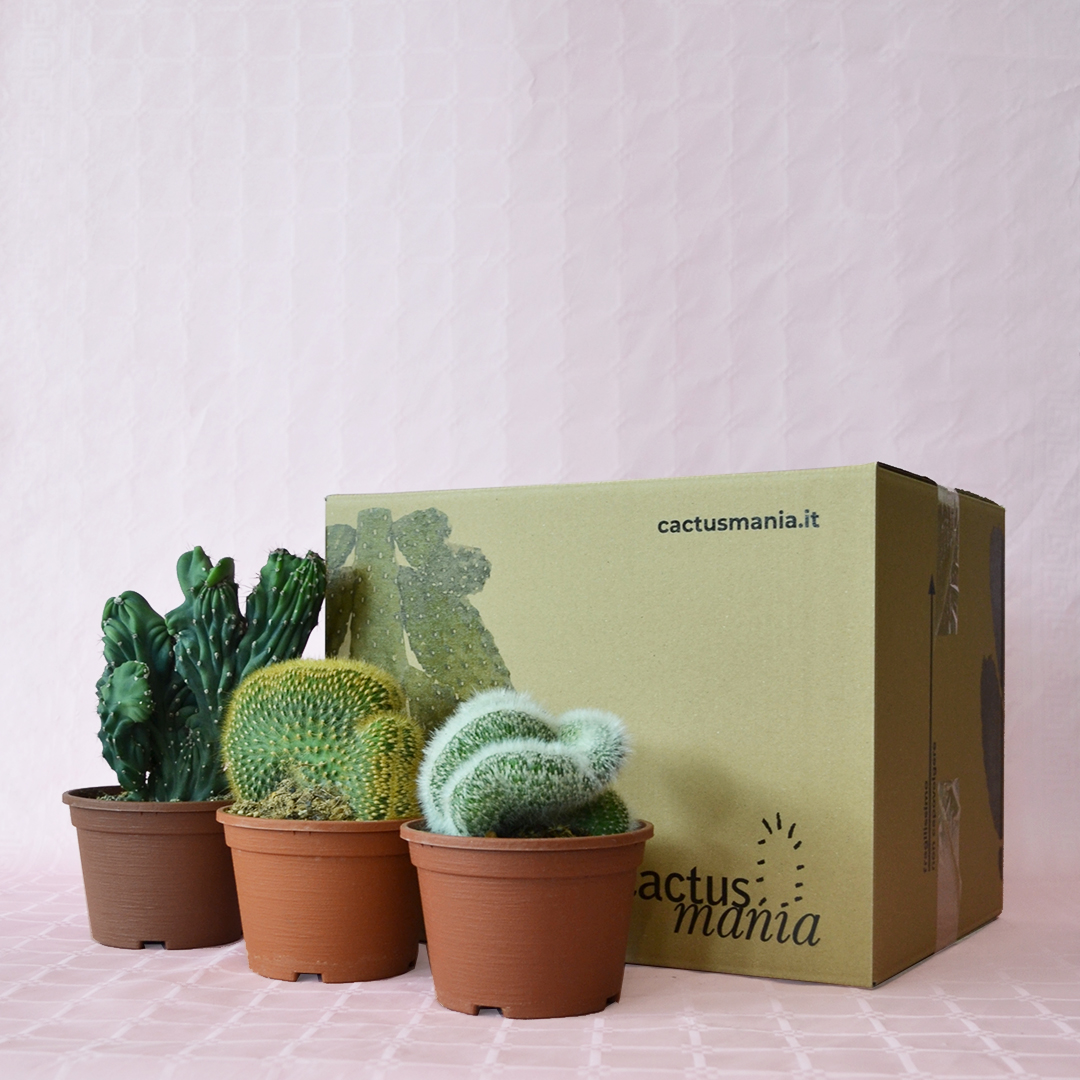 Assortimento di 3 Cactaceae crestate vaso Ø 16 cm