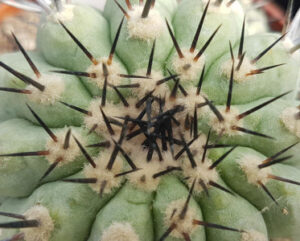 Copiapoa cinerea