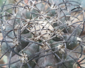 Copiapoa cinerea grisoviolacea