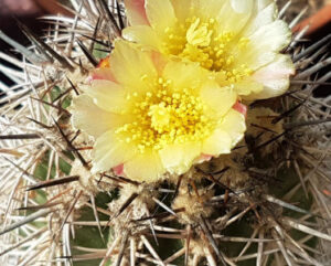 Copiapoa coquimbana
