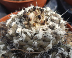 Copiapoa cuprea