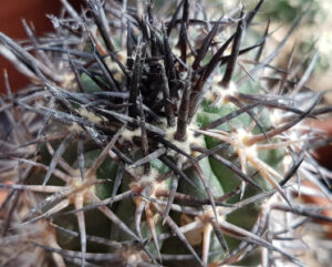 Copiapoa dura