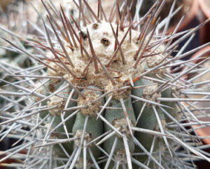 Copiapoa echinoides