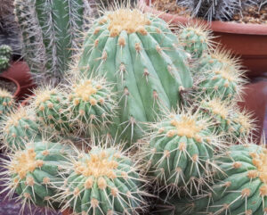 Copiapoa haseltoniana