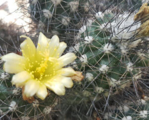 Copiapoa humilis