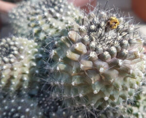 Copiapoa humilis v. varispinata