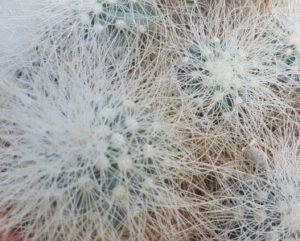 Copiapoa krainziana
