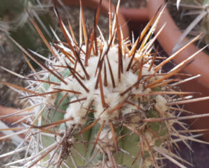 Copiapoa magnifica