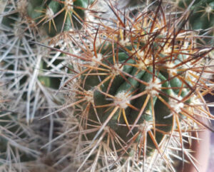 Copiapoa pseudocoquimbana