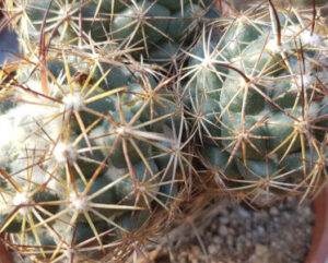 Coryphantha cornifera