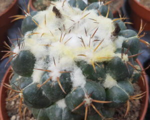 Coryphantha greenwoodii