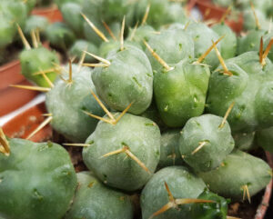 Cumulopuntia rossiana