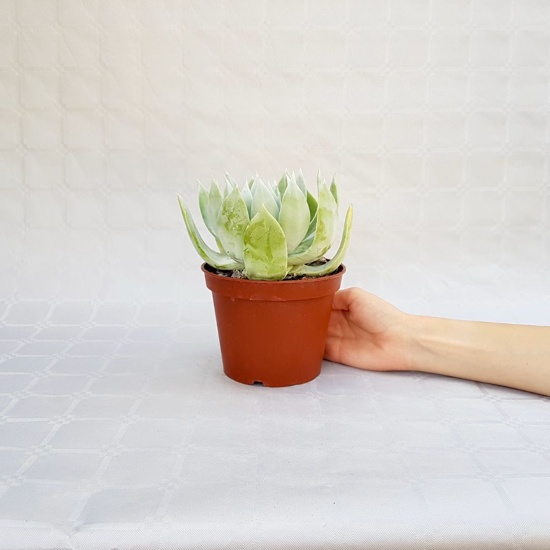 Dudleya farinosa vaso 13