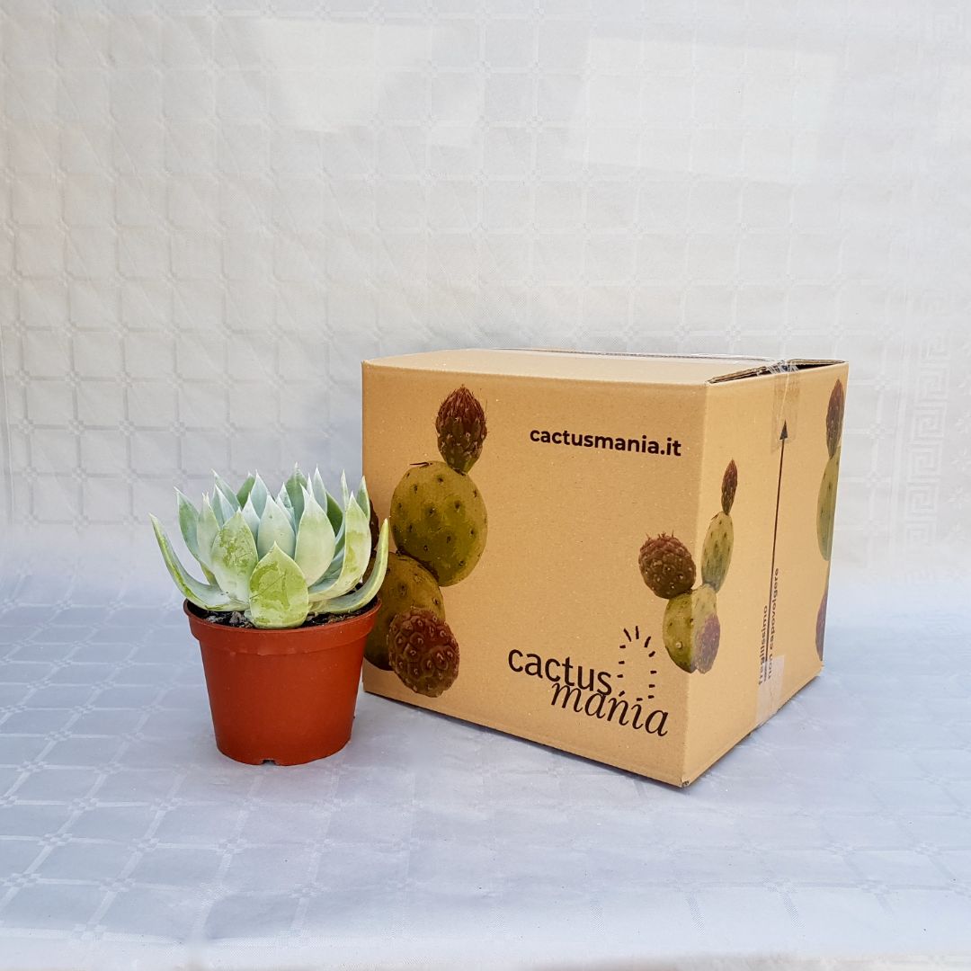Dudleya farinosa vaso 13