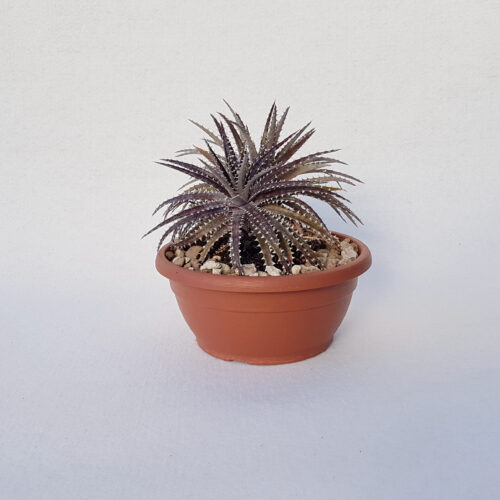 dyckia hybrid brittle star vaso 25