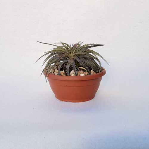 dyckia hybrid goehringii vaso 25