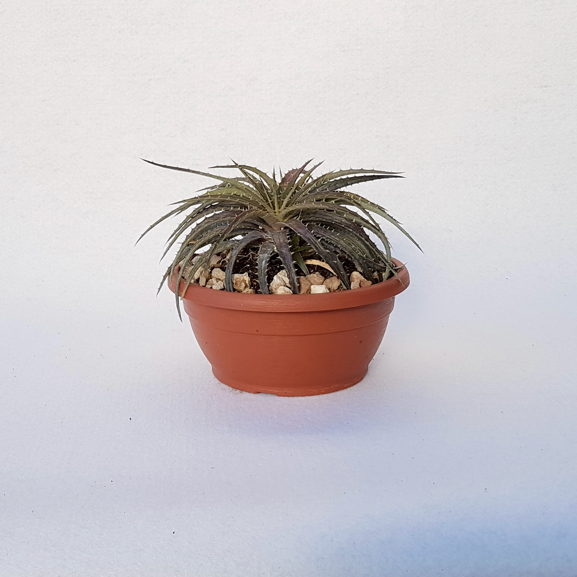 dyckia hybrid goehringii vaso 25