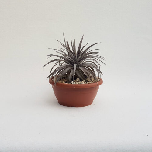 dyckia hybrid hebdingii vaso 25
