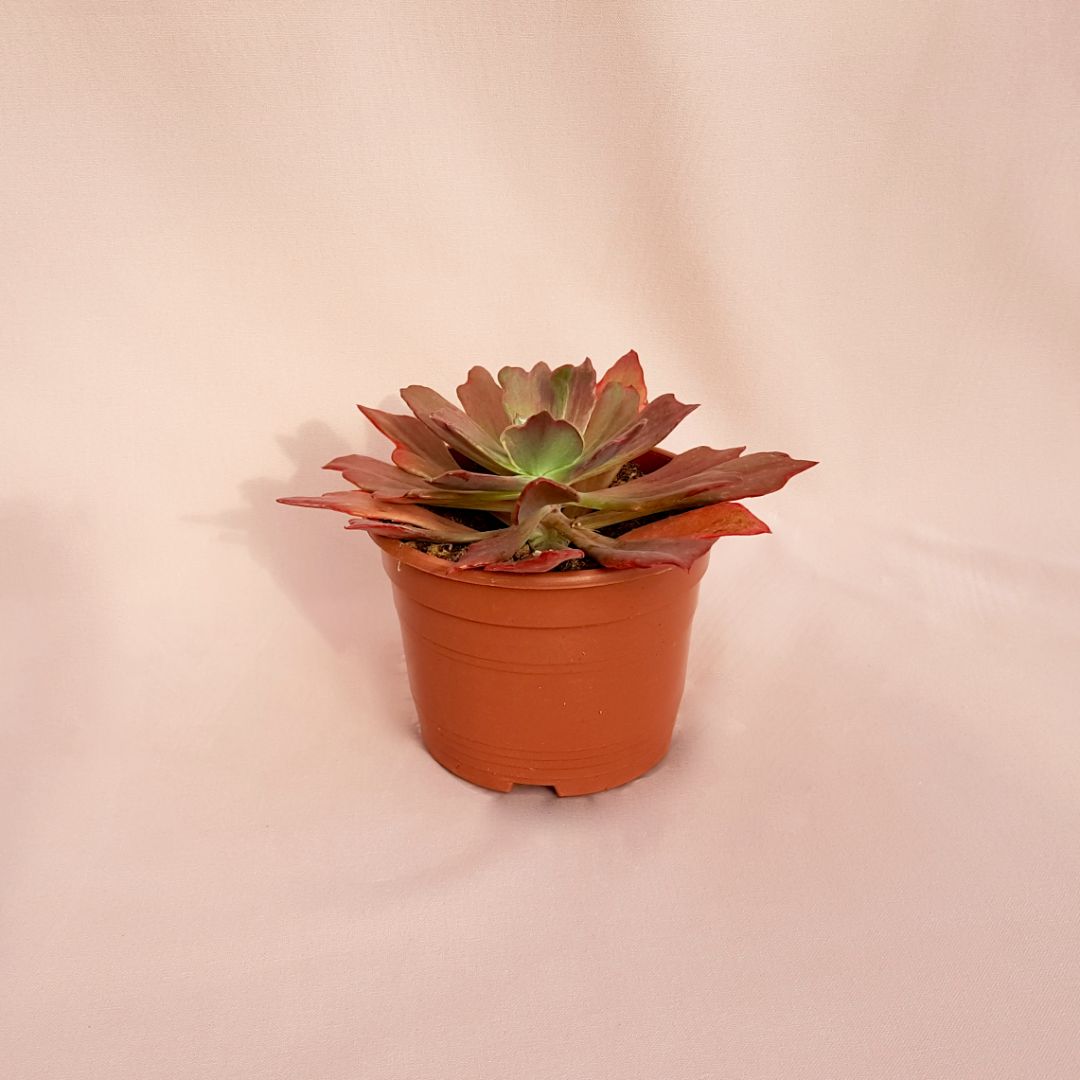 Echeveria diamond state vaso Ø 17