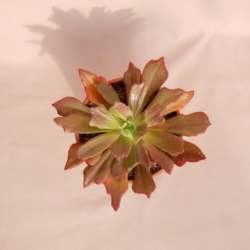 Echeveria diamond state vaso Ø 17
