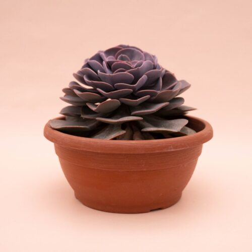 Echeveria dusty rose vaso Ø 25 cm