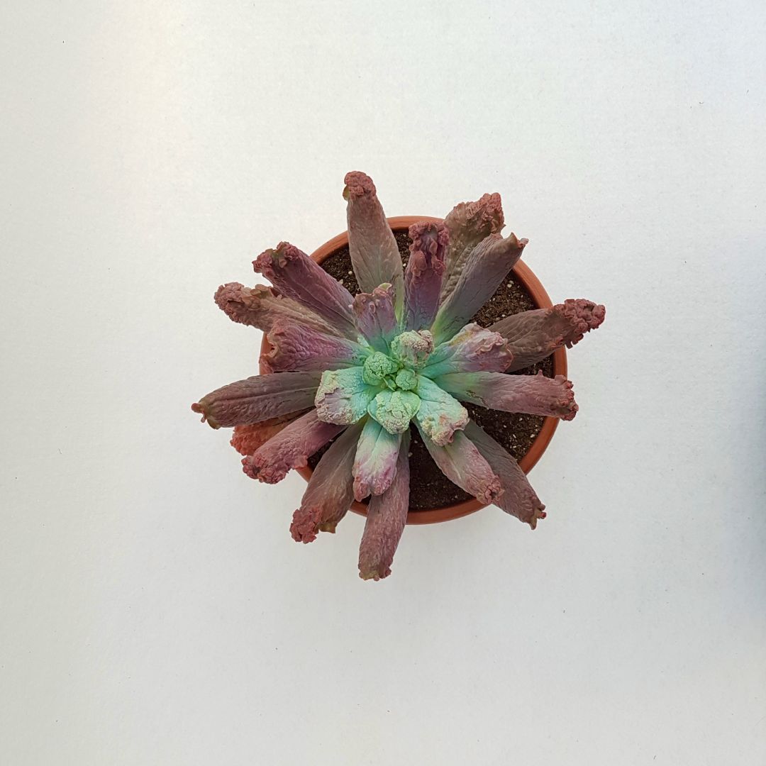 Echeveria etna vaso 25