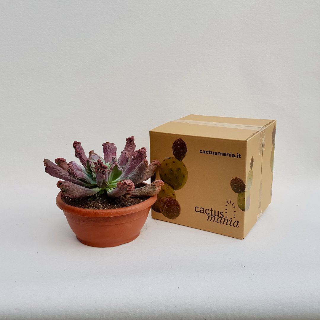 Echeveria etna vaso 25