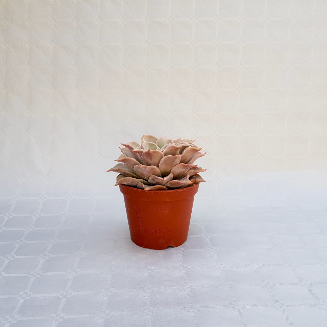 Echeveria madiba vaso 13