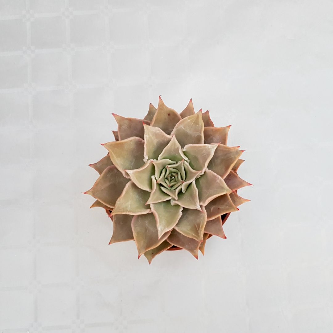 Echeveria madiba vaso 13