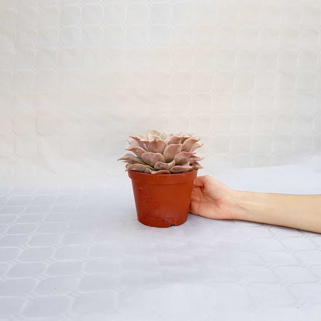 Echeveria madiba vaso 13