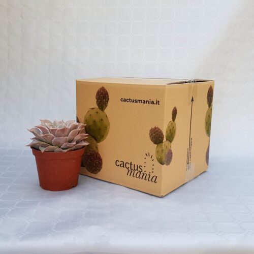 Echeveria madiba vaso 13