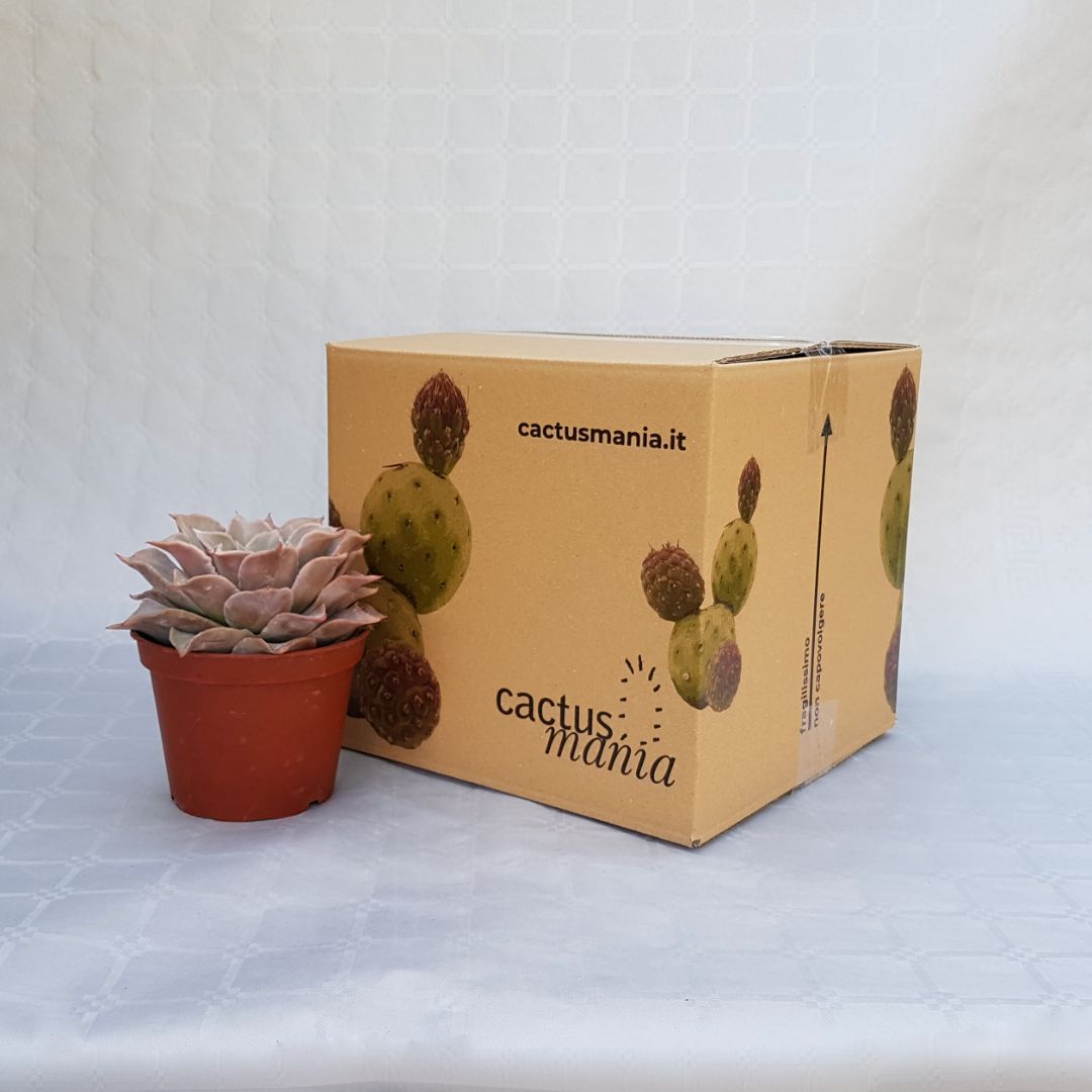 Echeveria madiba vaso 13